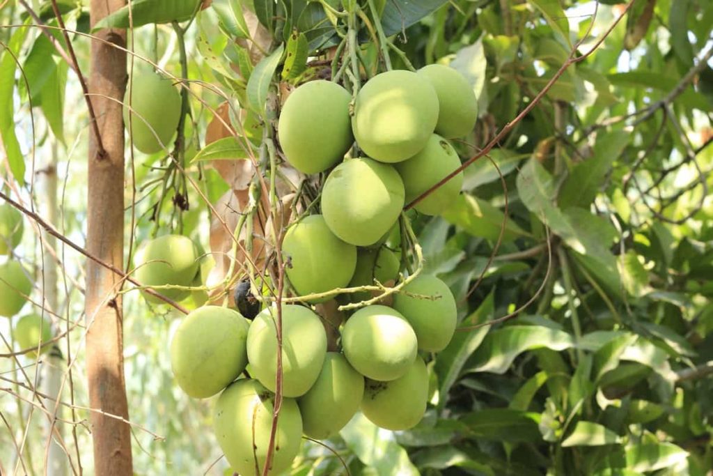 Growing Mangoes from Seed to Harvest
