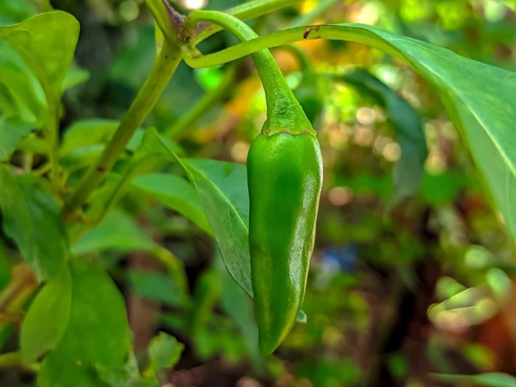 Green Chilli / Green Pepper