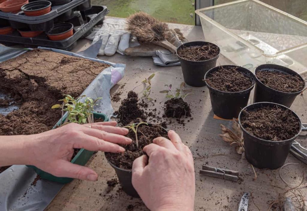 Preparing Pots for Gardening