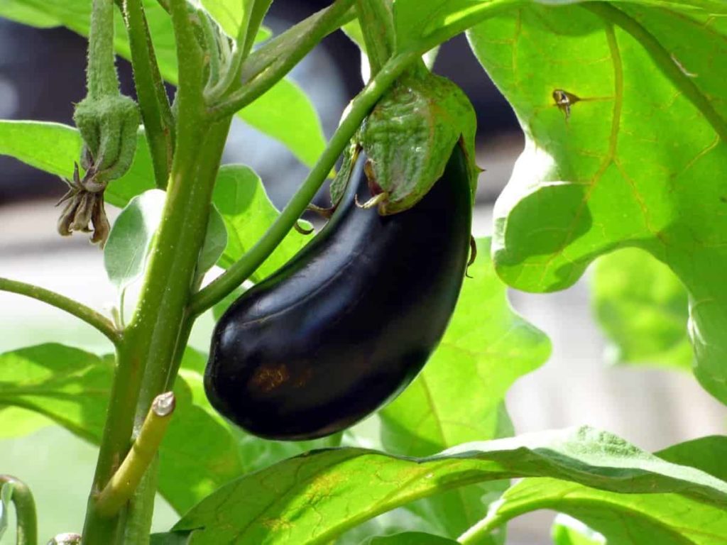 Brinjal Garden / Eggplant Garden