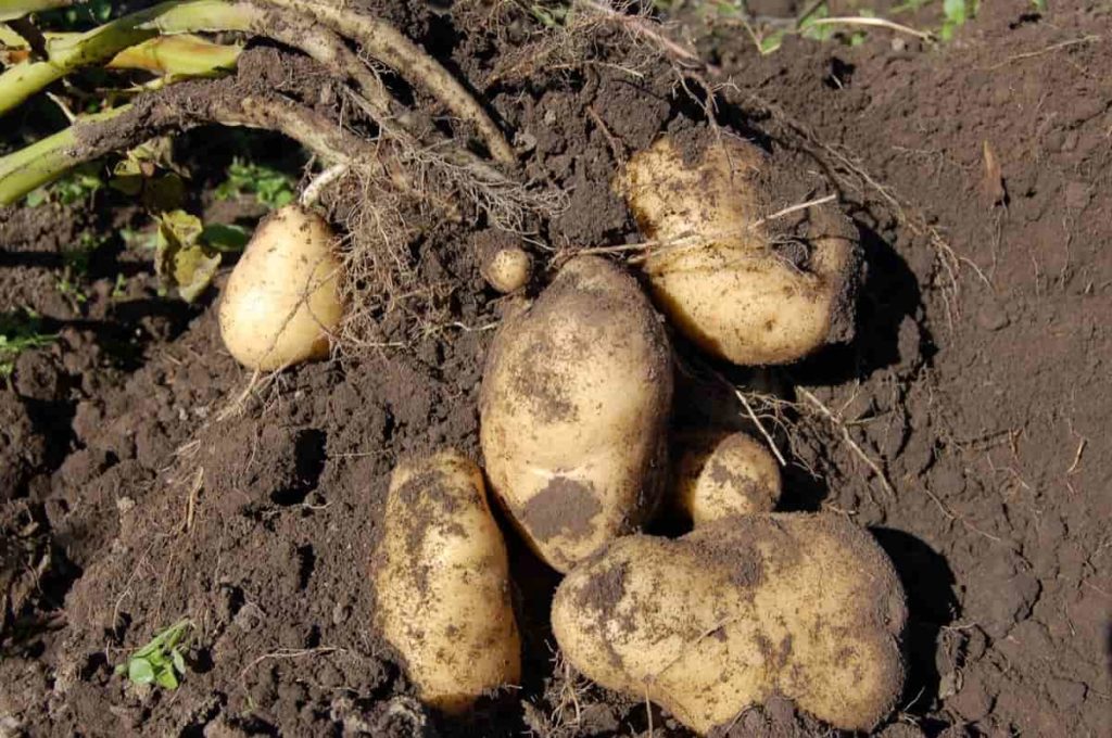 Potato Garden