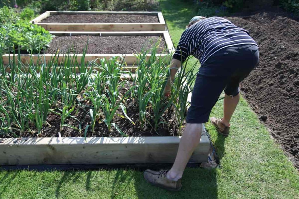 Planting in home garden