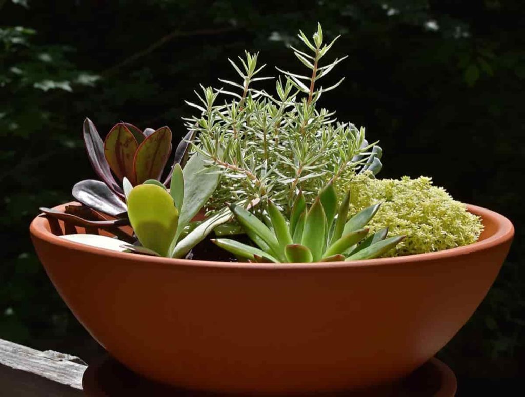 Home Gardening Pot