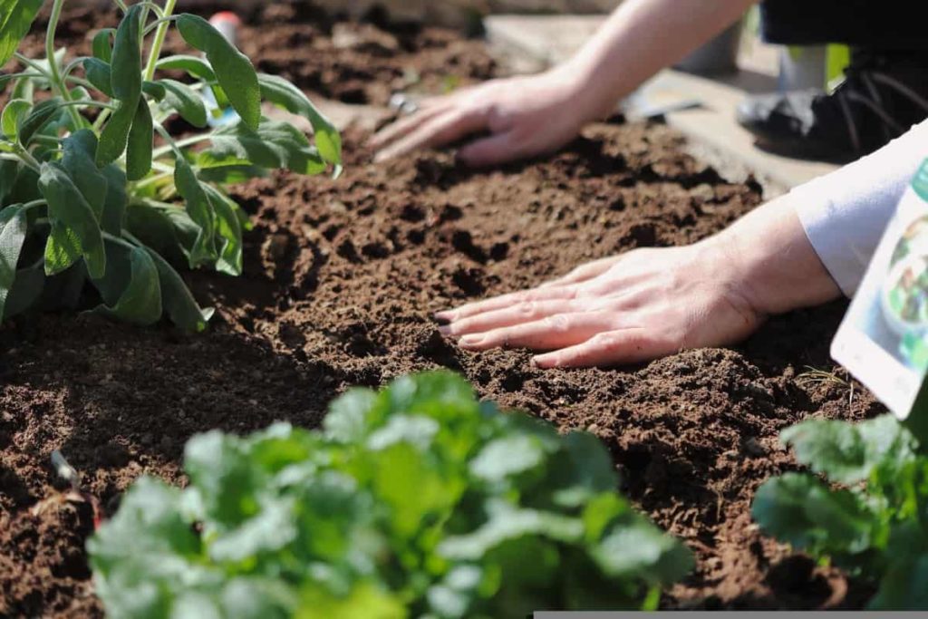 Backyard garden soil preparation