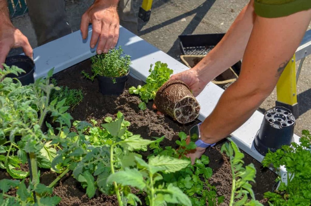 How to Start Home Gardening in Minnesota (MN) for Beginners