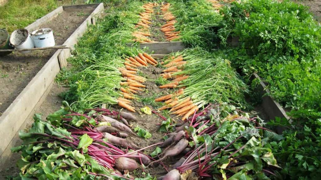 Vegetable Harvesting