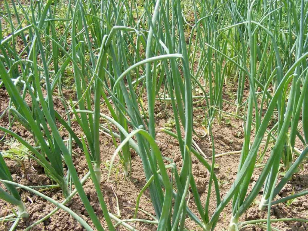 How to Start Onion Farming from Scratch