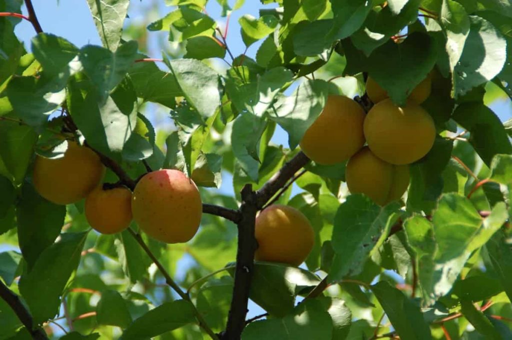 How to Grow Apricots from Seed to Harvest
