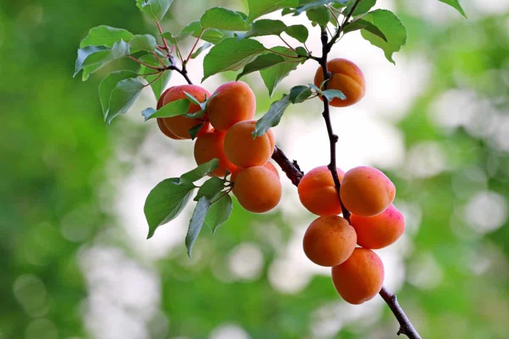 Apricots Plant