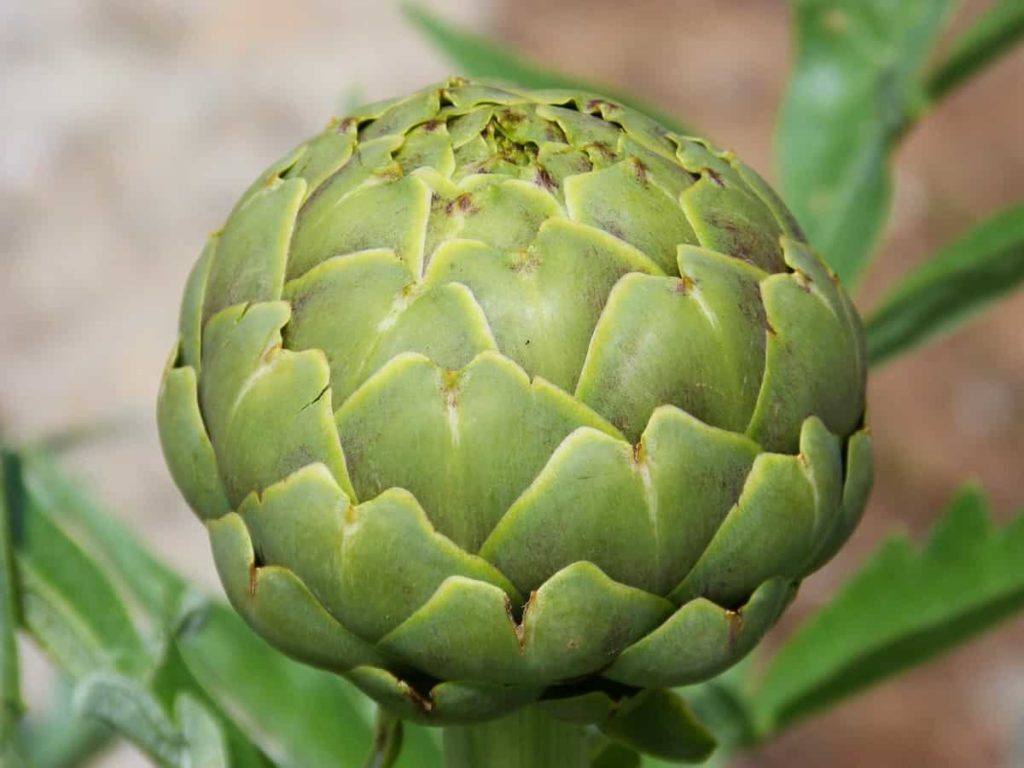 How to Grow Artichokes from Seed to Harvest