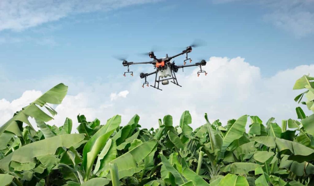Drone in Banana Farming