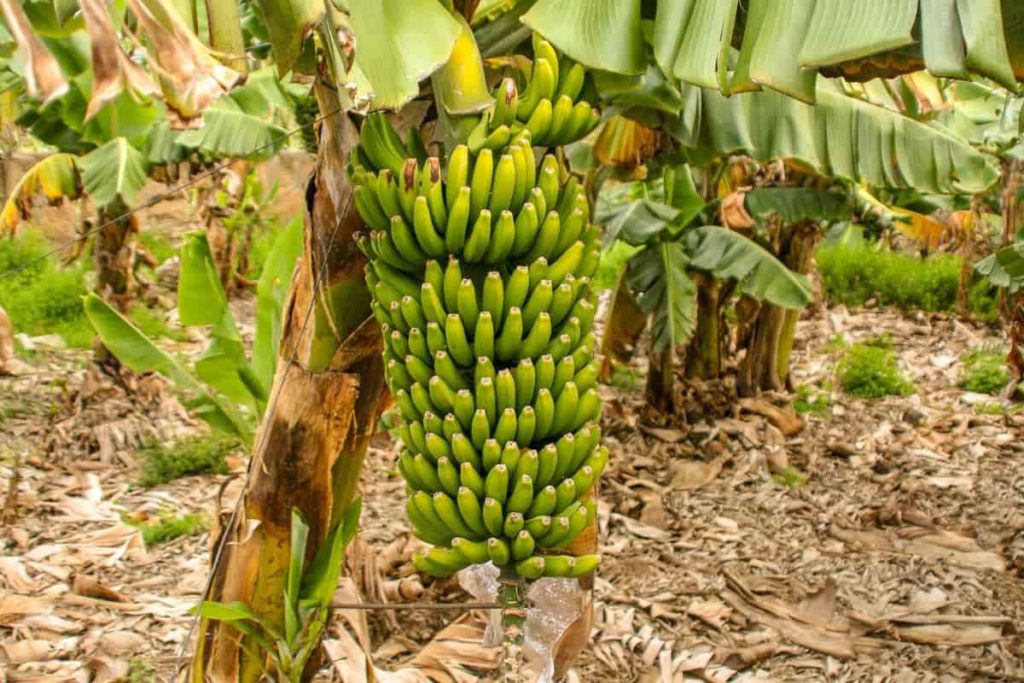 Banana Palnt