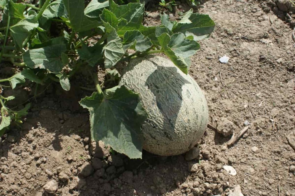 How to Grow Cantaloupe/Muskmelon from Seed to Harvest