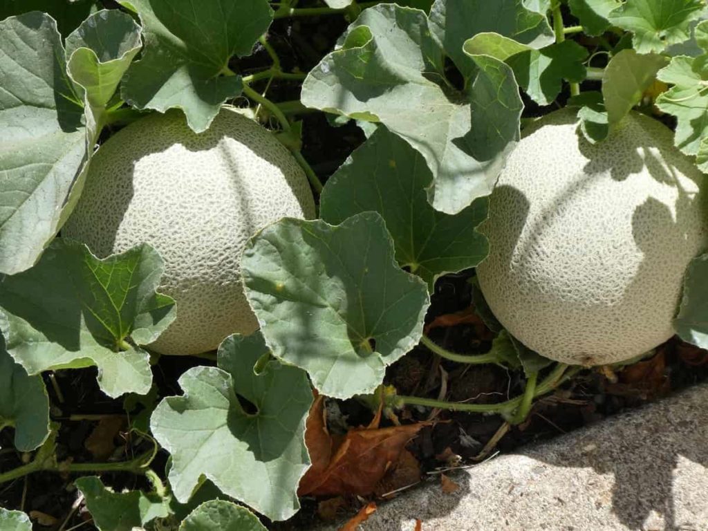 Growing Cantaloupe or Other Melons in a 5 Gallon Bucket: A Simple Guide