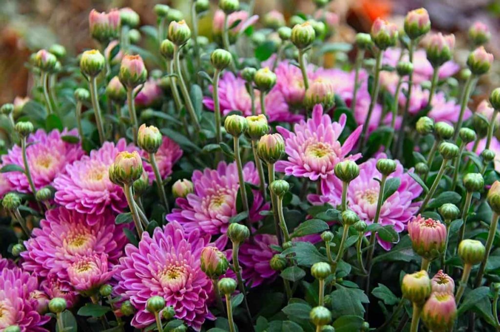 How to Grow Chrysanthemums from Seed to Harvest