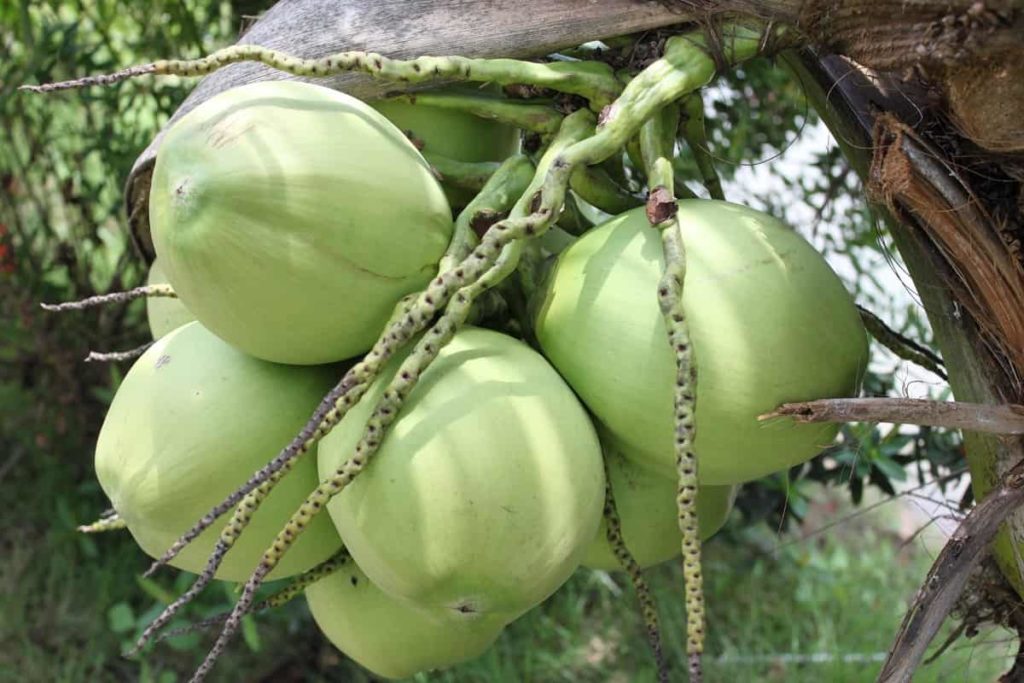 How to Grow Coconut from Seed to Harvest