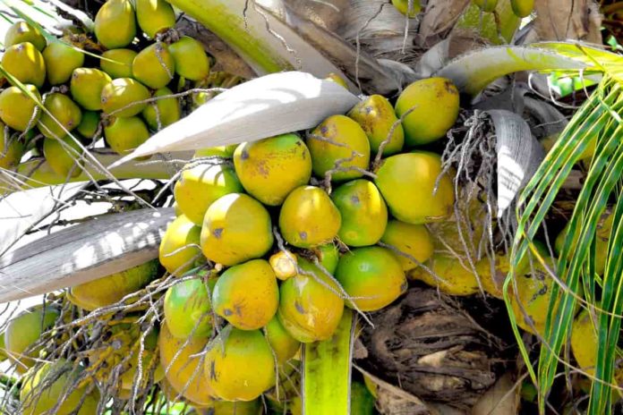 How to Grow Coconut from Seed to Harvest: Check How this Guide Helps ...