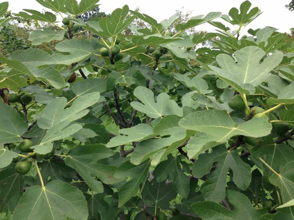 Fig Leaves