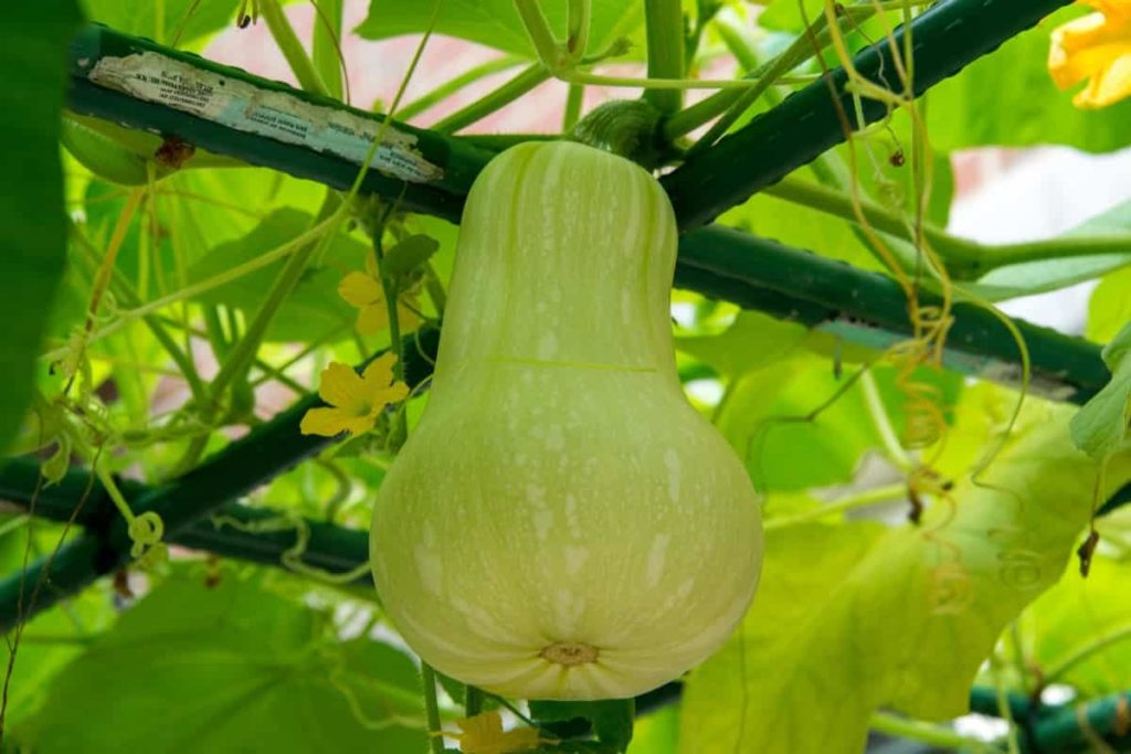Gourds Plant