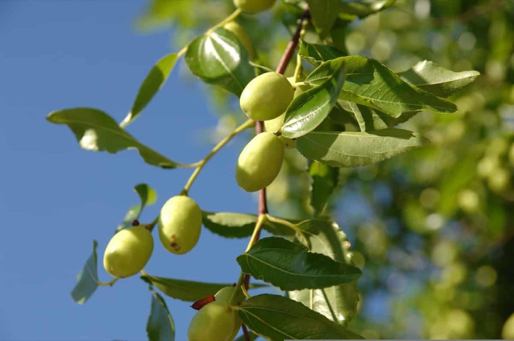 How to Grow Jujube from Seed to Harvest
