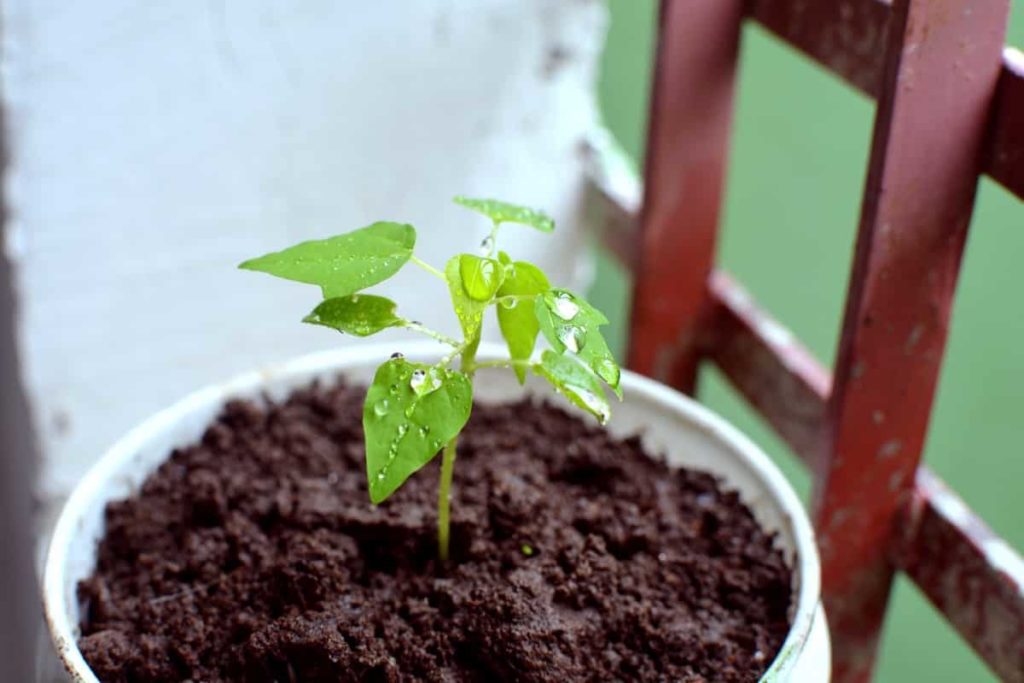 How to Grow Papaya from Seed to Harvest