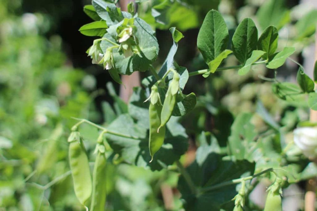 How to Grow Peas from Seed to Harvest