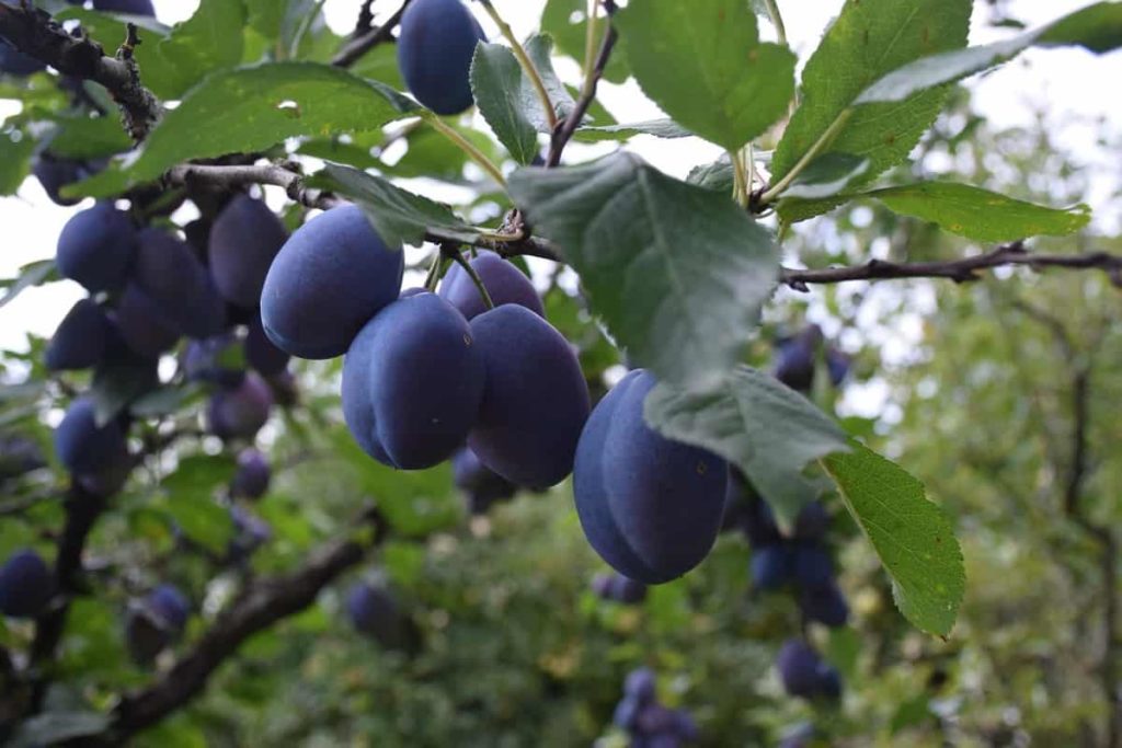 How to Grow Plum Tree/Fruits from Seed to Harvest