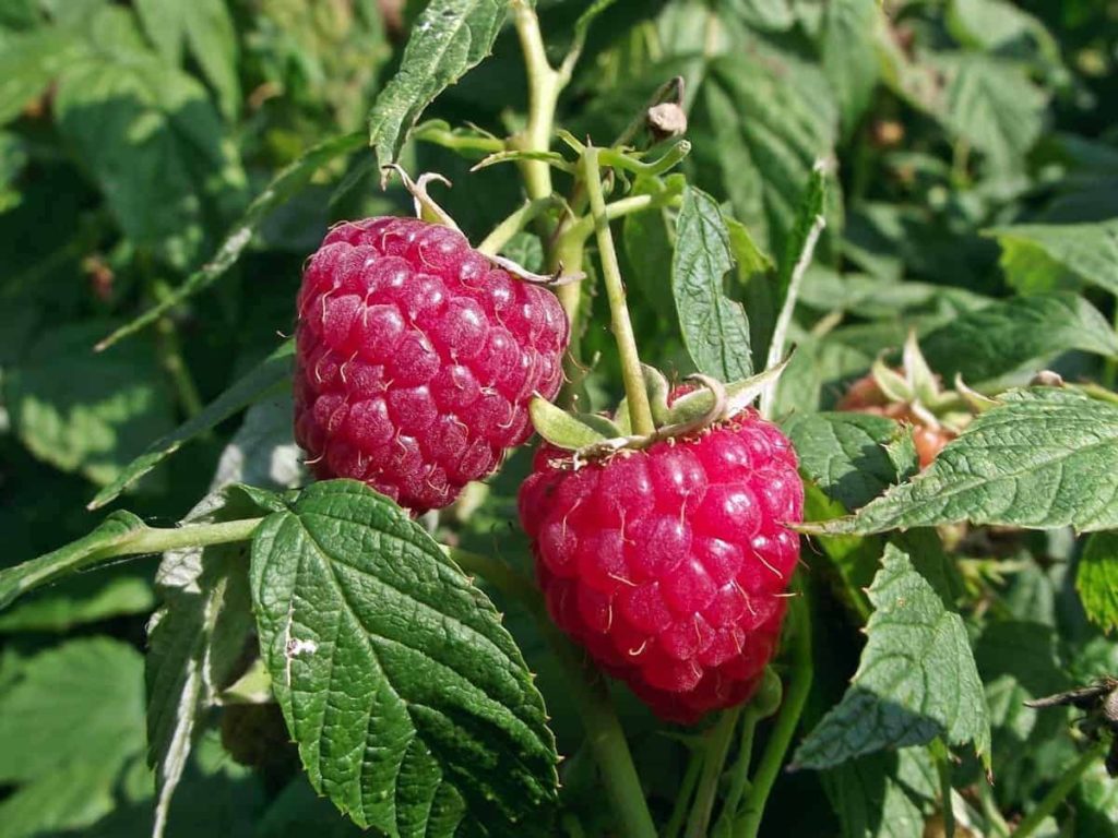 How to Grow Raspberries from Seed to Harvest