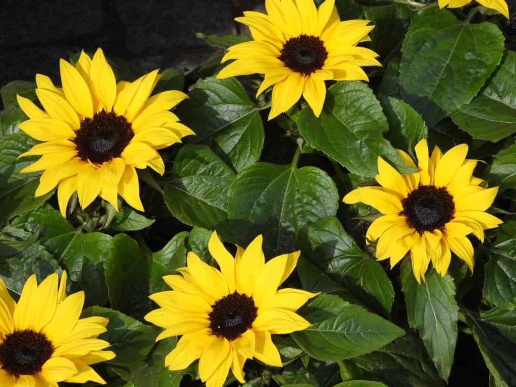 How to Grow Sunflowers from Seed to Harvest