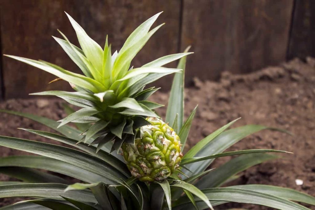 How to Grow a Pineapple from Crown/Top to Harvest