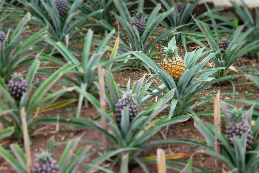 Pineapple farm