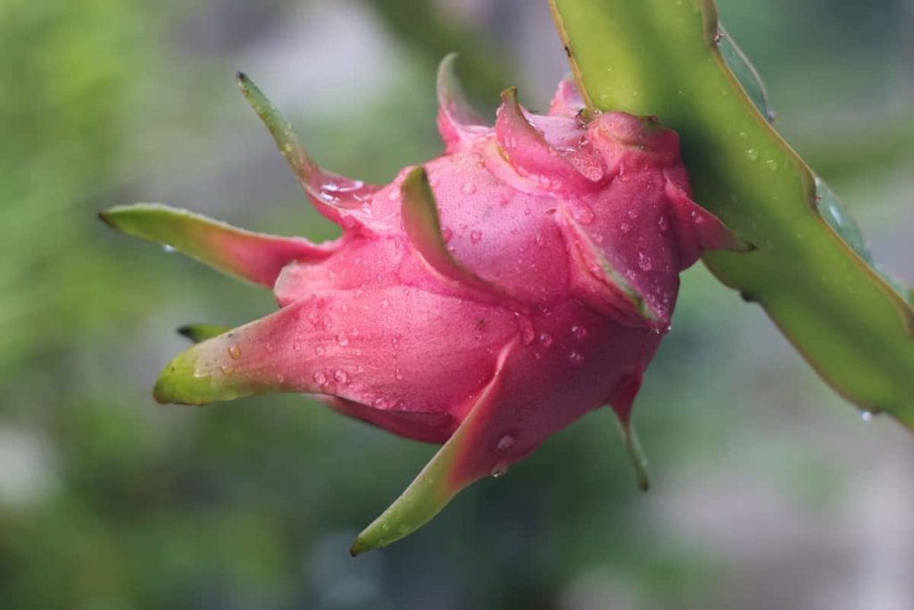 How to Grow Dragon Fruit/Pitaya from Cuttings to Harvest