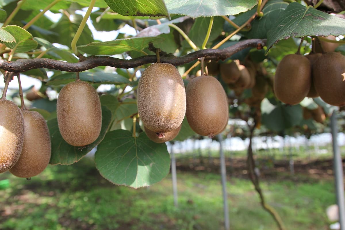 growing kiwi fruits from seeds