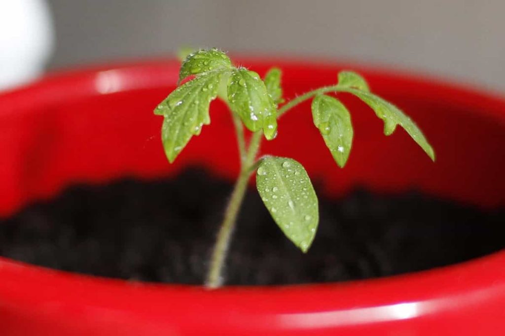 Tomato Seedling in Pot