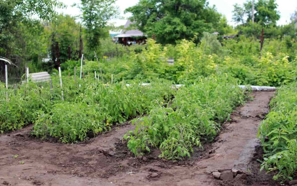 How to Start Home Gardening in New Mexico (NM) for Beginners