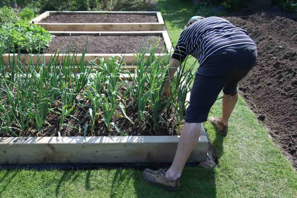 Planting in the Garden