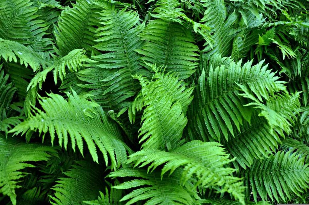 How to Grow Ferns From Spores