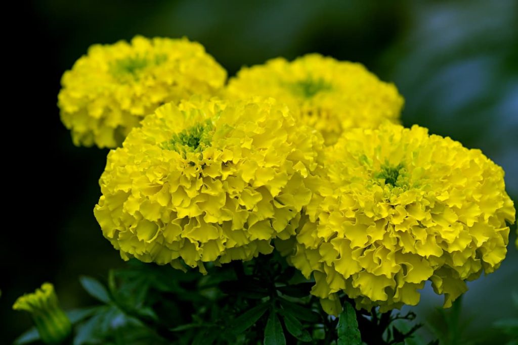 How to Grow Marigold Flowers from Seed to Harvest
