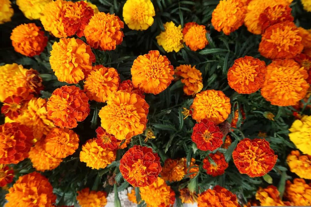 Marigold Flower Farming