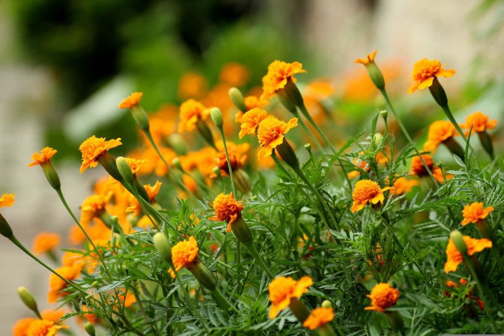 Marigolds garden