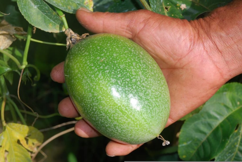 How to Grow Passion Fruit Tree from Seed to Harvest
