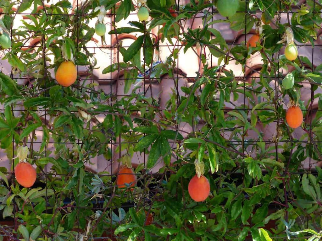 Passion Fruit Plantation