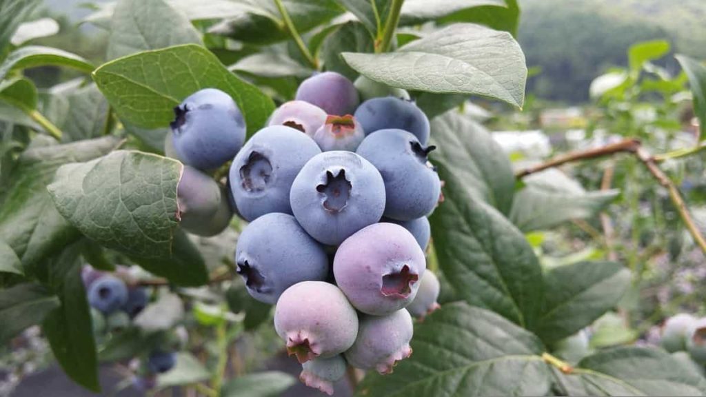 How to Plant Blueberries from Seeds