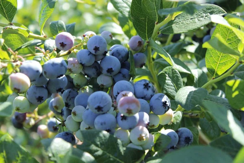 Blueberries Farming