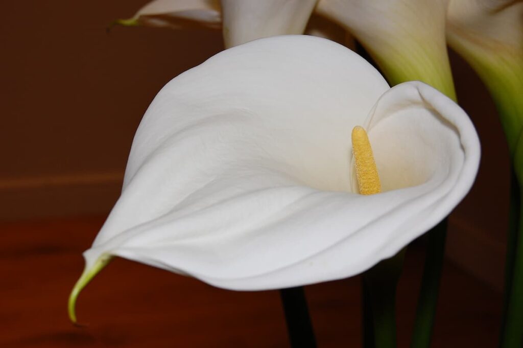 Peace Lily Flower
