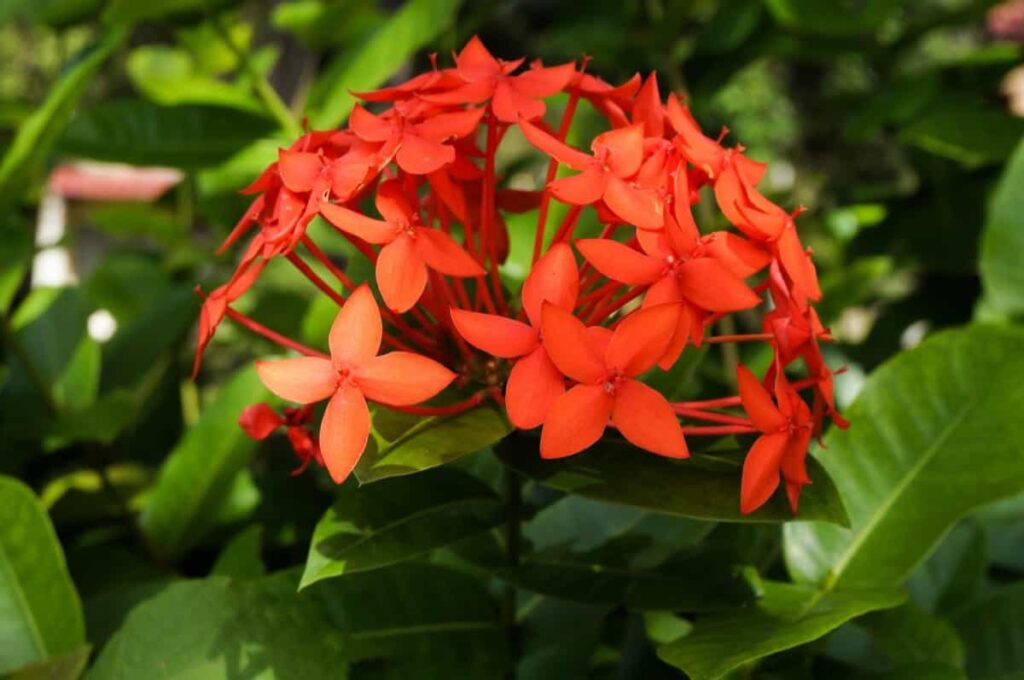 Red Ixora Flower 