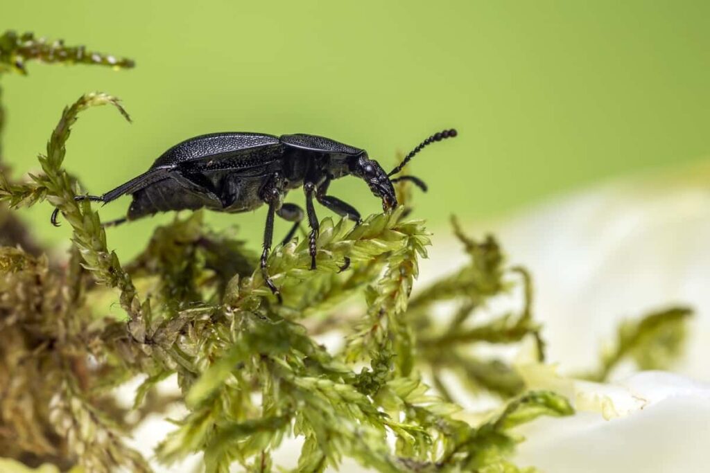 Ground beetles 