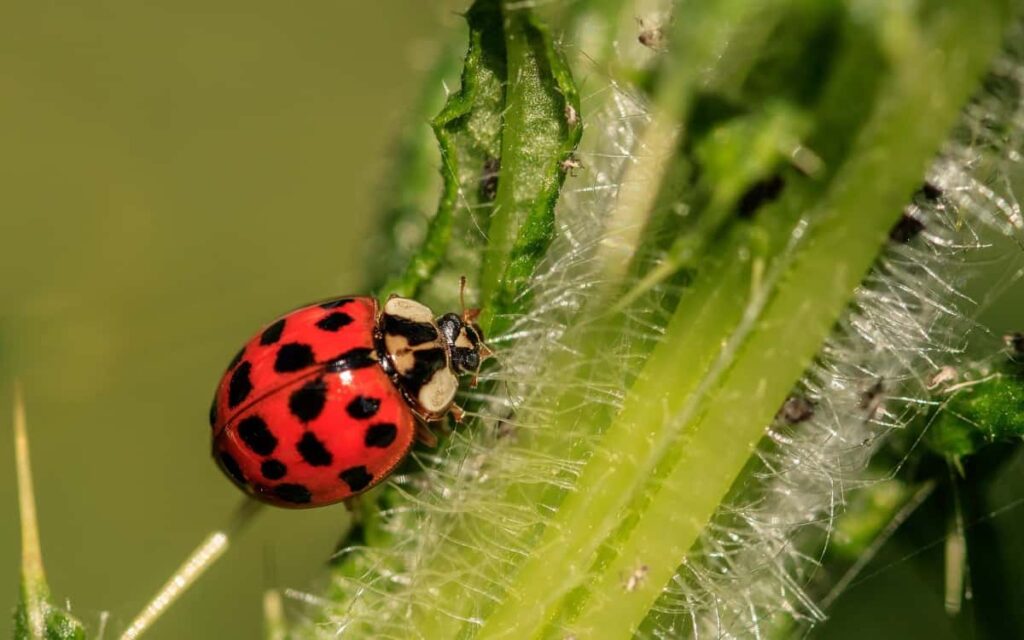 13 Beneficial Insects for Your Garden: Best List for Your Plants