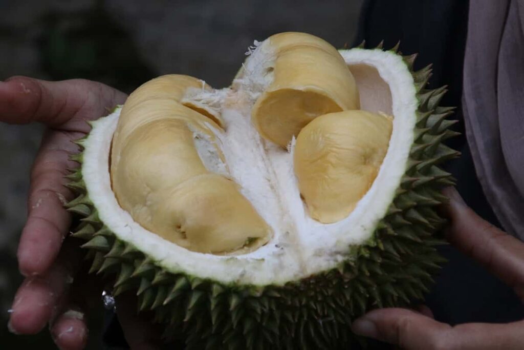 How to Grow Durian Fruit from Seed to Harvest