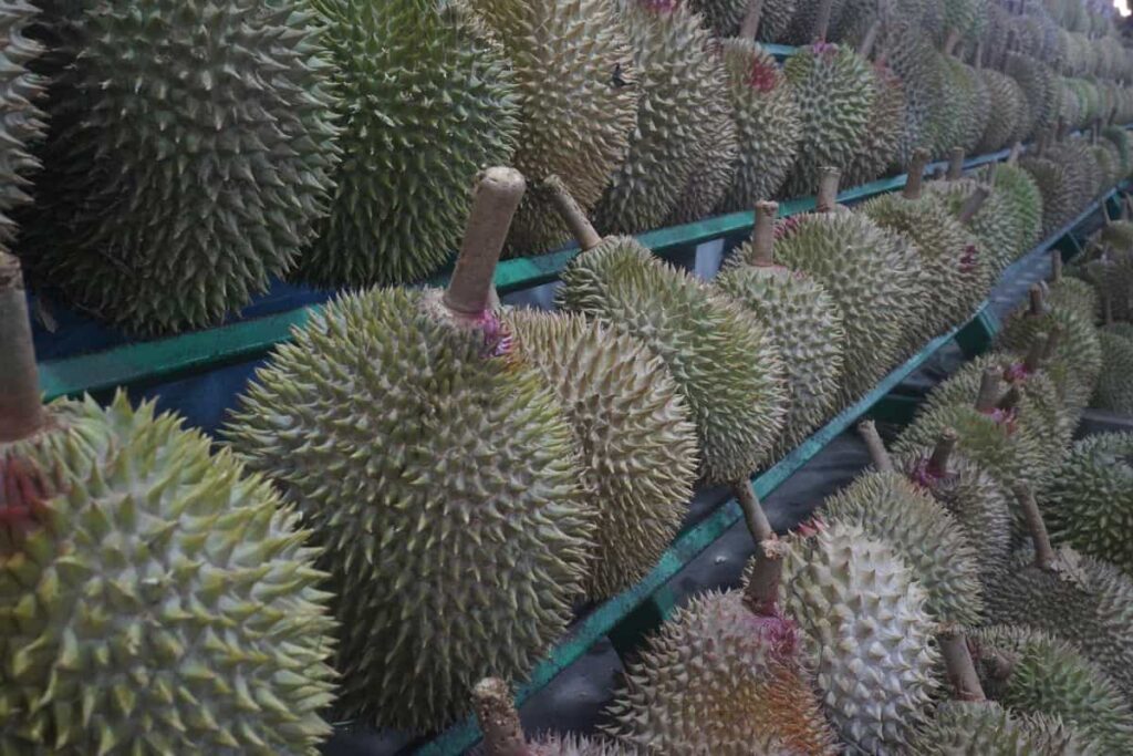 Durian Fruit Harvesting